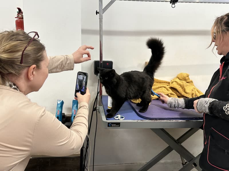 Wide view of the grooming room with two staff working on a black cat