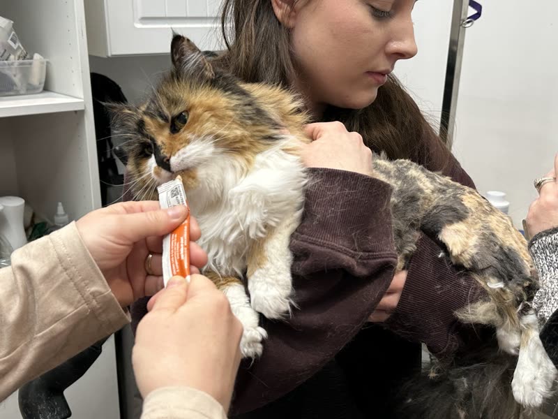 A groomer holding a towel-wrapped tortoiseshell cat while a second pair of hands works on it