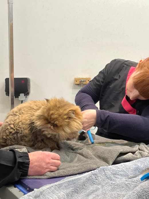 A groomer combing a ginger long-haired cat on the grooming table