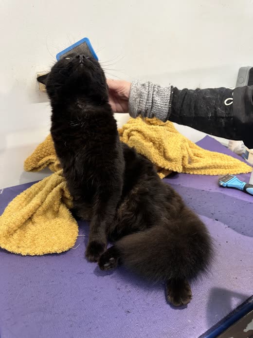 A black long-haired cat being brushed on a purple mat