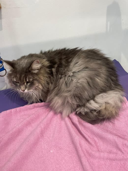 A fluffy silver-grey cat curled on a pink towel after grooming